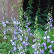 Ackerglocke im August.