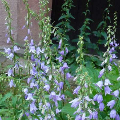 Ackerglocke im August.