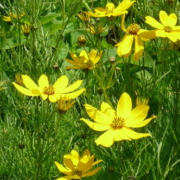 Gelbe im August.