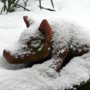 Antoniterschwein im Januar