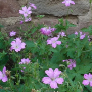 Storchenschnabel im Juli.