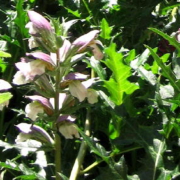 Akanthus im Juni.