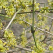 Cornus im März.