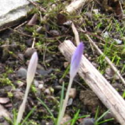 Krokusse im Februar.