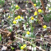 Winterlinge im Februar.